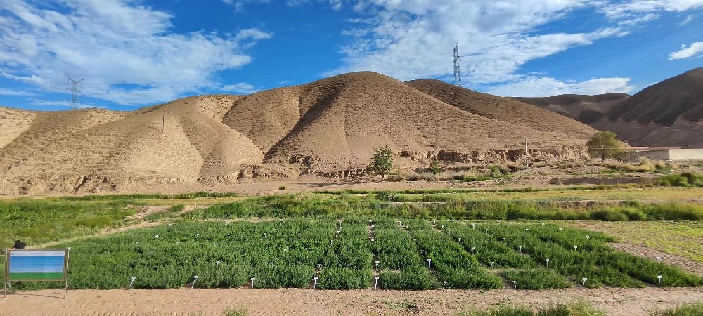 華豐草業(yè)苜蓿種質(zhì)資源圃建成