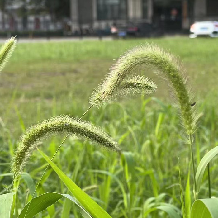 狗尾草